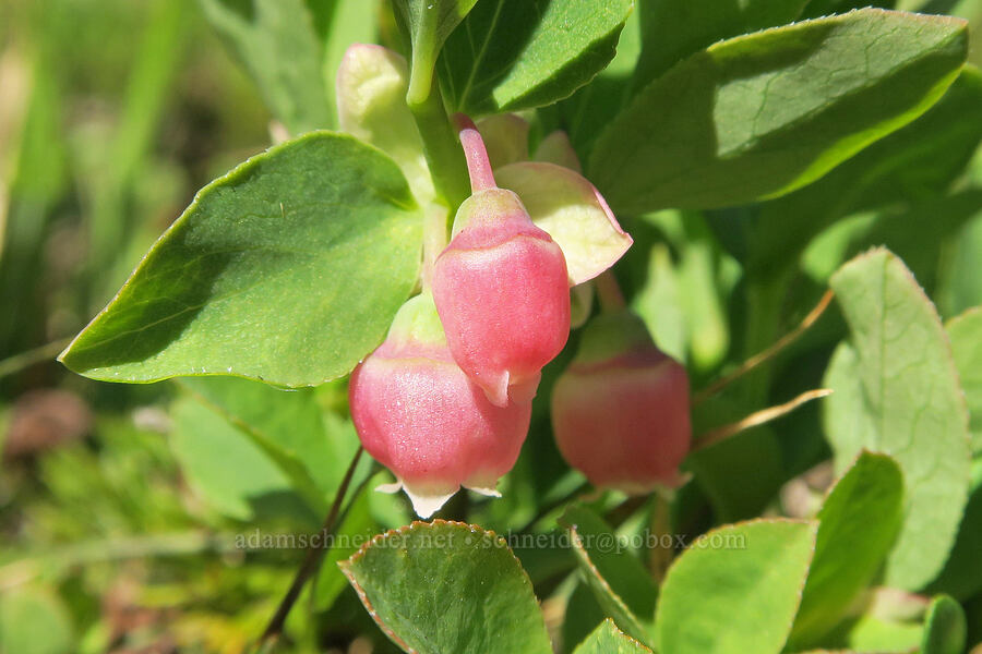 blueberry flowers (Vaccinium sp.) [Denman Peak, Mt. Rainier National Park, Lewis County, Washington]