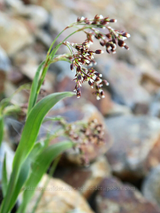 wood-rush (Luzula sp.) [Tatoosh Range, Mt. Rainier National Park, Lewis County, Washington]