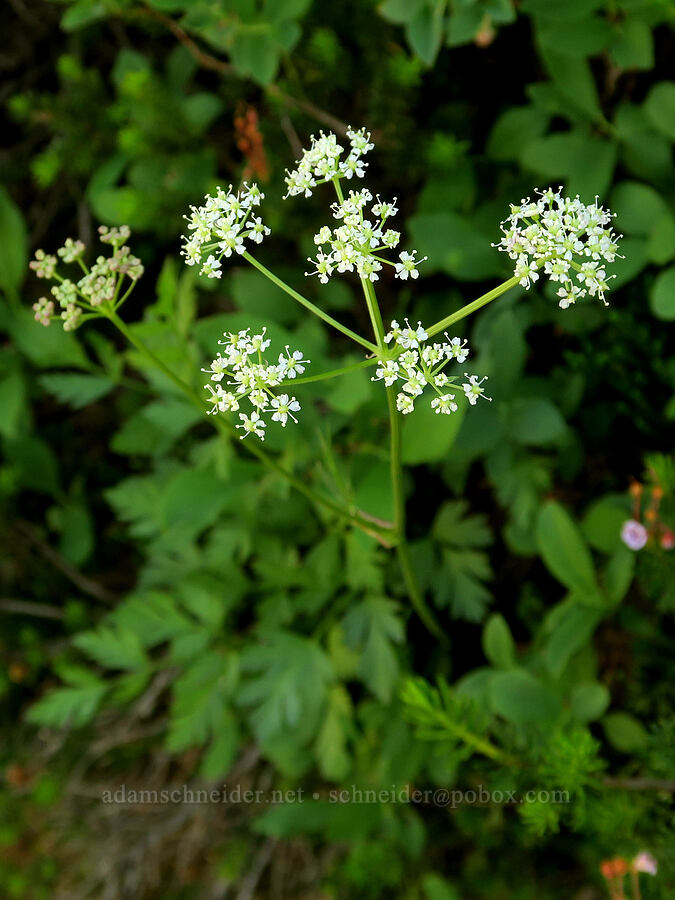 Gray's lovage (Ligusticum grayi) [Tatoosh Range, Mt. Rainier National Park, Lewis County, Washington]