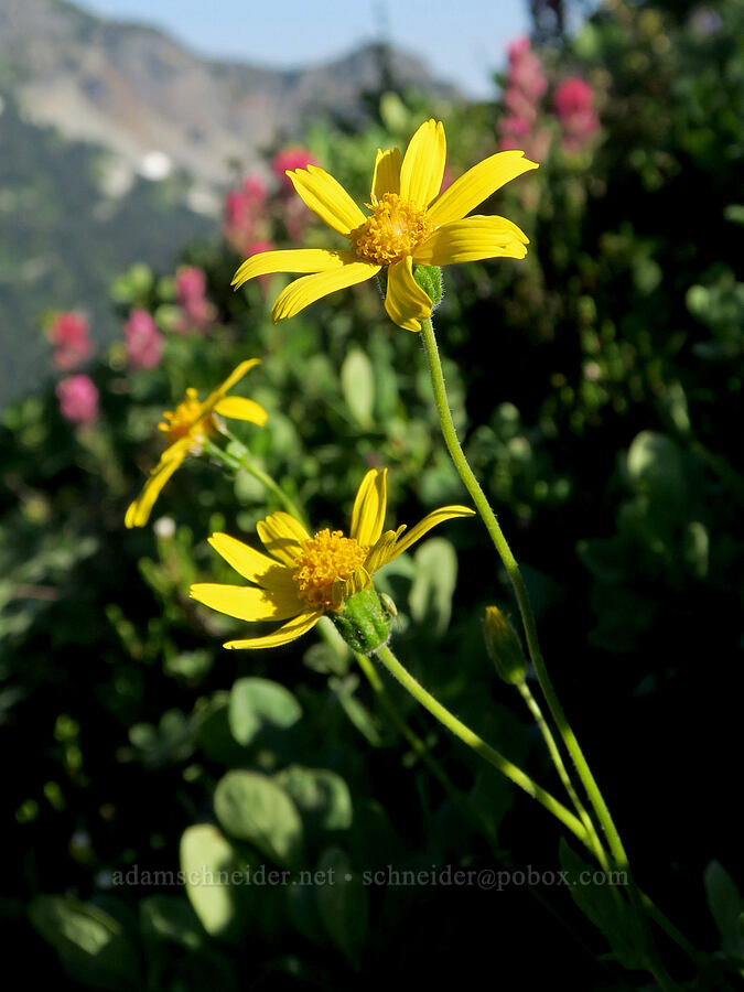 broad-leaf arnica (Arnica latifolia) [Tatoosh Range, Mt. Rainier National Park, Lewis County, Washington]