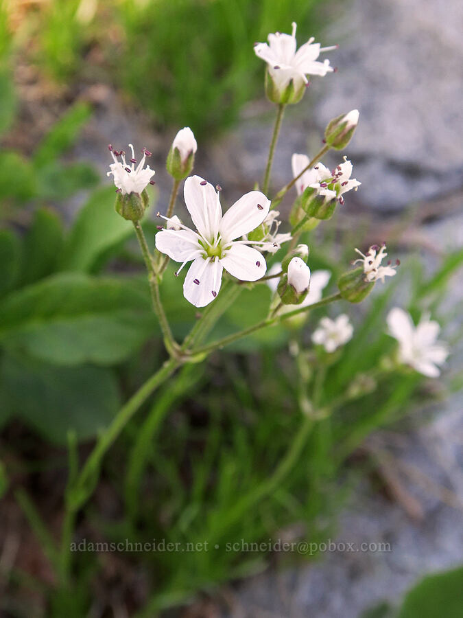 slender sandwort (Eremogone capillaris (Arenaria capillaris)) [Pinnacle Saddle, Mt. Rainier National Park, Lewis County, Washington]
