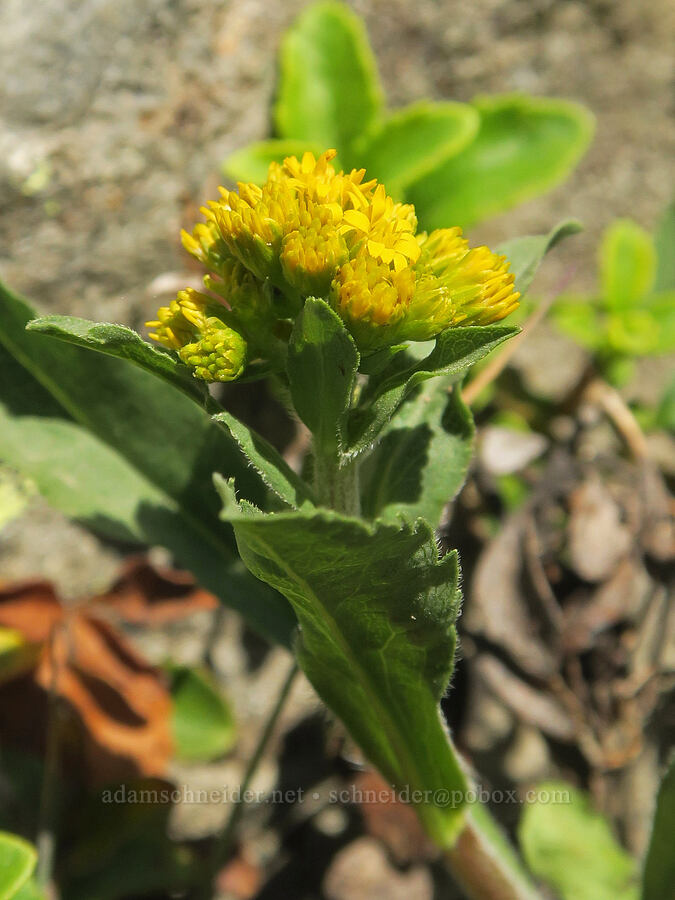 northern goldenrod (Solidago multiradiata) [Pinnacle Peak Trail, Mt. Rainier National Park, Lewis County, Washington]