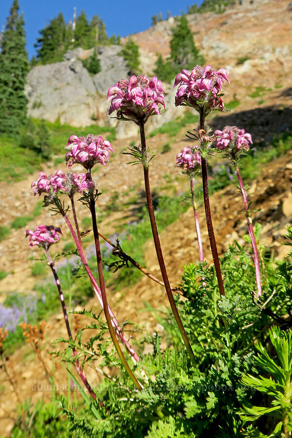bird's-beak lousewort (Pedicularis ornithorhynchos (Pedicularis ornithorhyncha)) [Pinnacle Peak Trail, Mt. Rainier National Park, Lewis County, Washington]