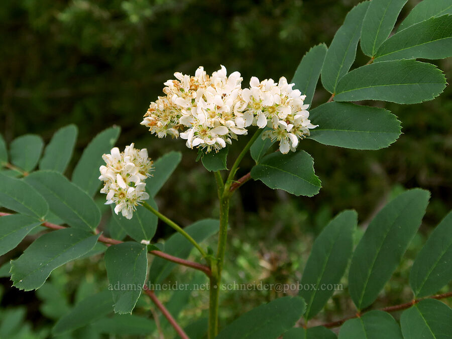 Sitka mountain-ash (Sorbus sitchensis) [Pinnacle Peak Trail, Mt. Rainier National Park, Lewis County, Washington]