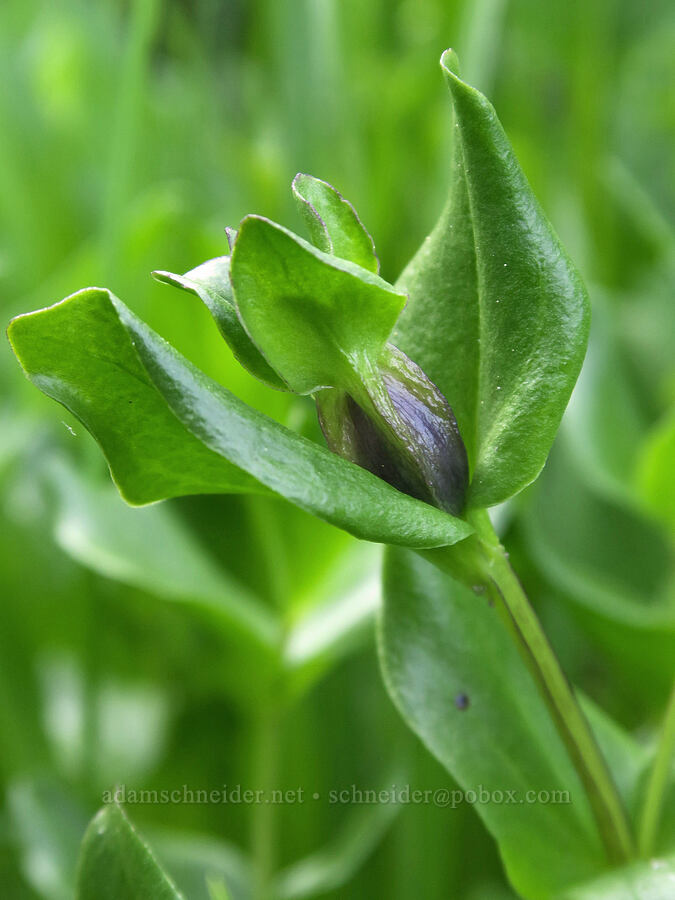explorer's gentian, budding (Gentiana calycosa) [Pinnacle Peak Trail, Mt. Rainier National Park, Lewis County, Washington]