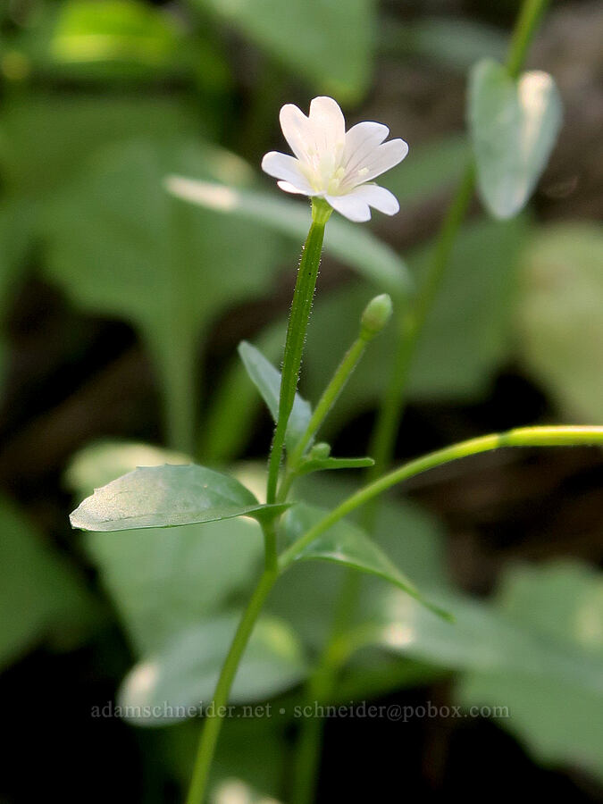 white-flowered willow-herb (Epilobium lactiflorum) [Pinnacle Peak Trail, Mt. Rainier National Park, Lewis County, Washington]