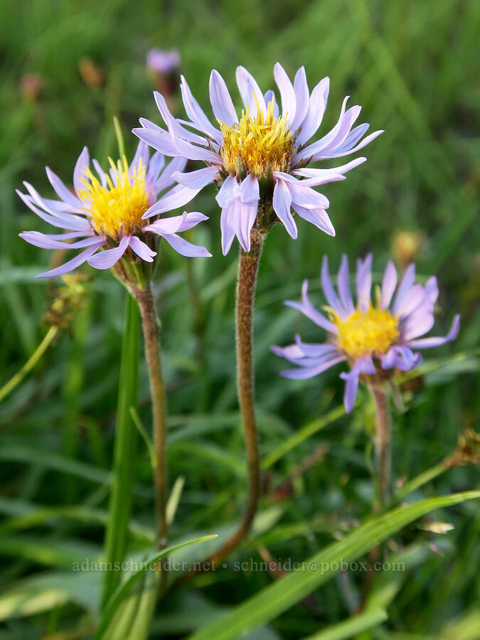 tundra asters (Oreostemma alpigenum var. alpigenum (Aster alpigenus)) [Reflection Lakes, Mt. Rainier National Park, Lewis County, Washington]