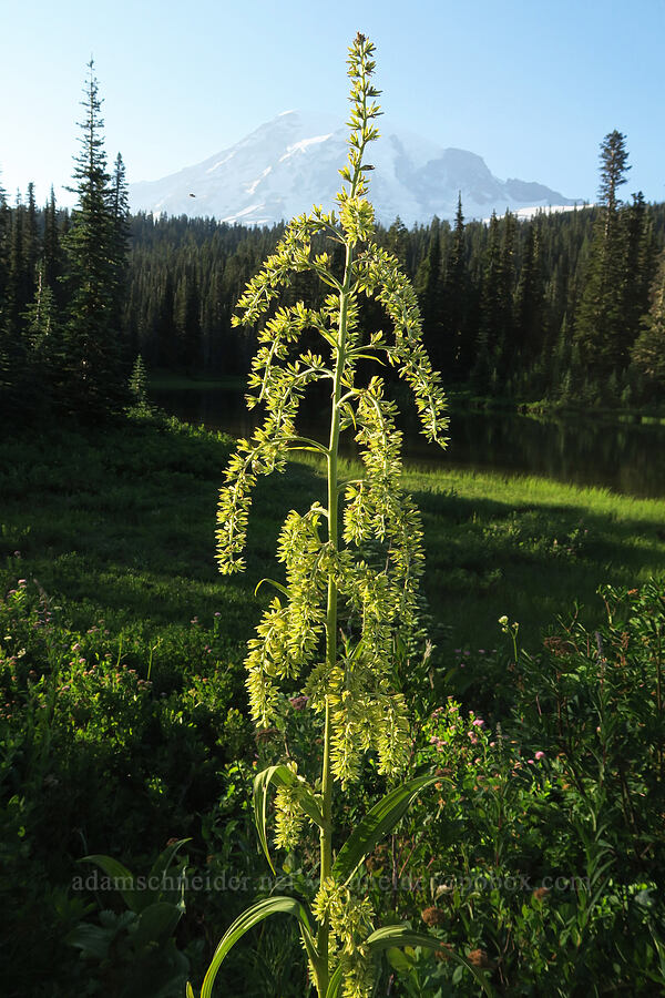 green corn lily (Veratrum viride var. eschscholtzianum (Veratrum eschscholtzii)) [Reflection Lakes, Mt. Rainier National Park, Lewis County, Washington]