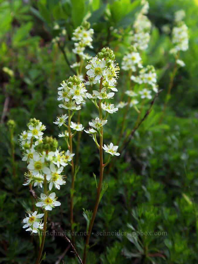 partridgefoot (Luetkea pectinata) [Reflection Lakes, Mt. Rainier National Park, Lewis County, Washington]