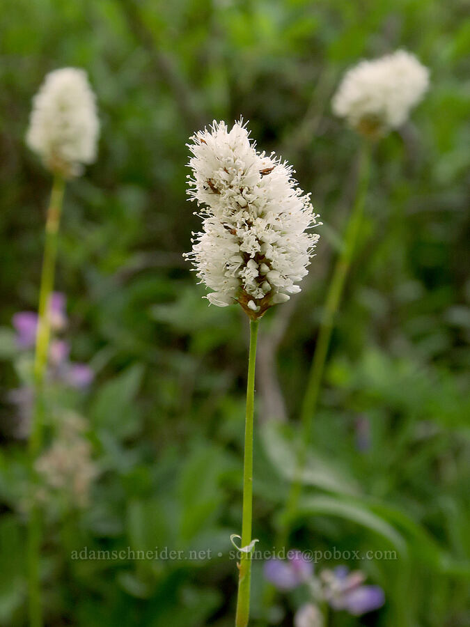 western bistort (Bistorta bistortoides (Polygonum bistortoides)) [Reflection Lakes, Mt. Rainier National Park, Lewis County, Washington]