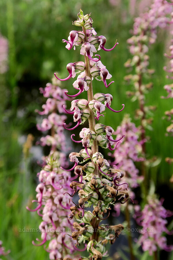 elephant's-head lousewort (Pedicularis groenlandica) [Reflection Lakes, Mt. Rainier National Park, Lewis County, Washington]