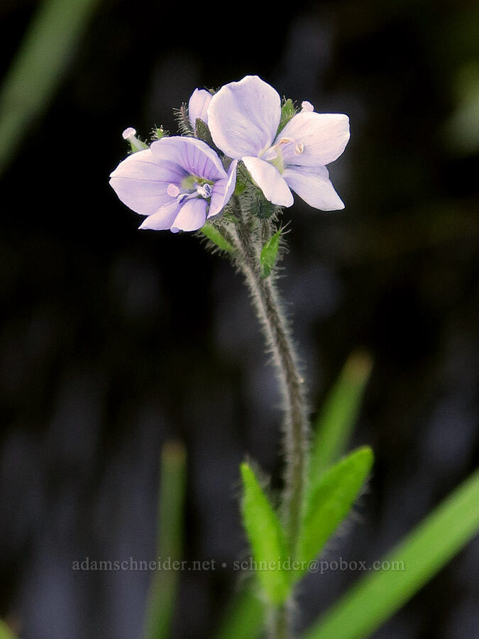 alpine speedwell (Veronica wormskjoldii) [Reflection Lakes, Mt. Rainier National Park, Lewis County, Washington]