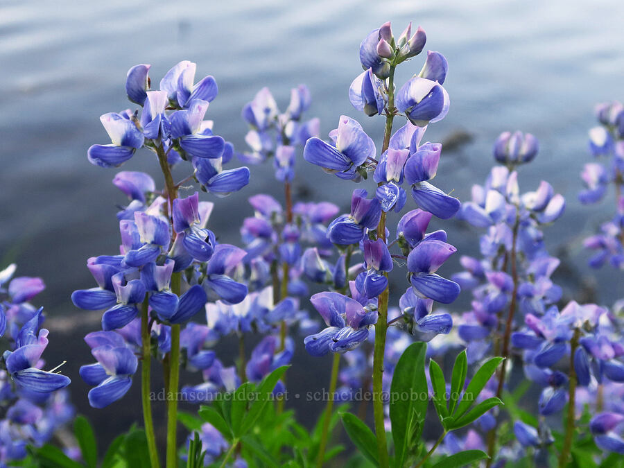 broad-leaf lupines (Lupinus latifolius) [Reflection Lakes, Mt. Rainier National Park, Lewis County, Washington]