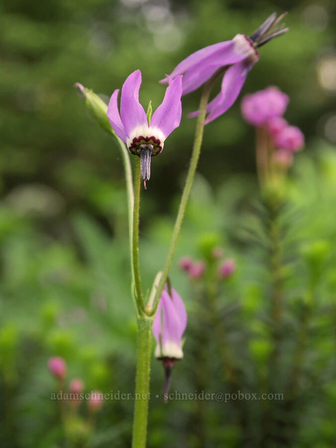 tall mountain shooting stars (Dodecatheon jeffreyi (Primula jeffreyi)) [Reflection Lakes, Mt. Rainier National Park, Lewis County, Washington]