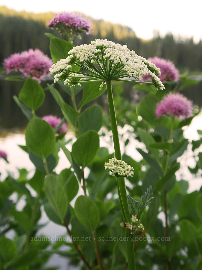 Canby's lovage & subalpine spirea (Ligusticum canbyi, Spiraea splendens (Spiraea densiflora)) [Reflection Lakes, Mt. Rainier National Park, Lewis County, Washington]