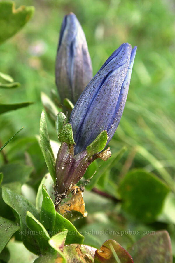 explorer's gentian (Gentiana calycosa) [Reflection Lakes, Mt. Rainier National Park, Lewis County, Washington]