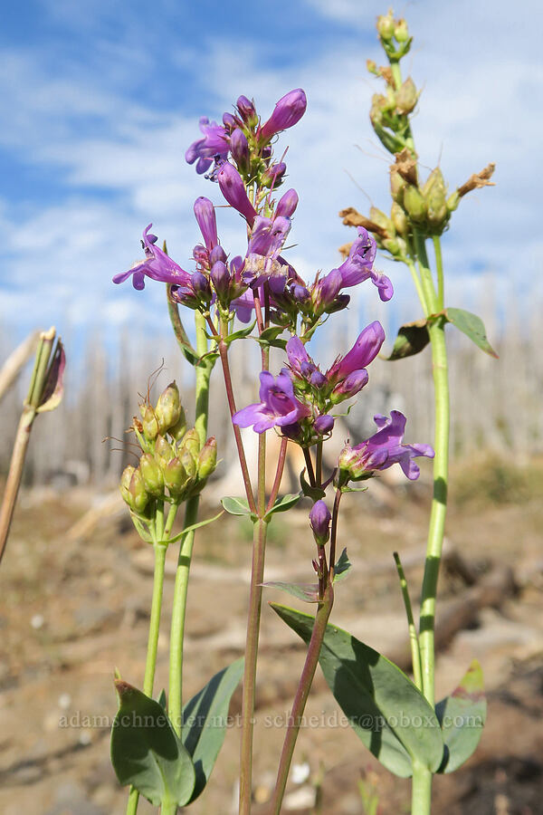 glaucous penstemon (Penstemon euglaucus) [Bird Lake, Yakama Reservation, Yakima County, Washington]