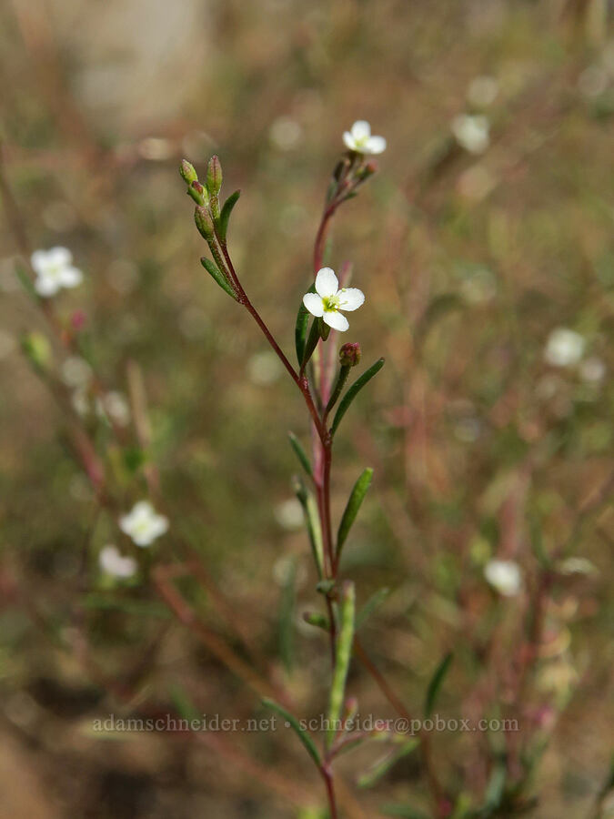 spreading groundsmoke (Gayophytum diffusum) [Bird Lake, Yakama Reservation, Yakima County, Washington]