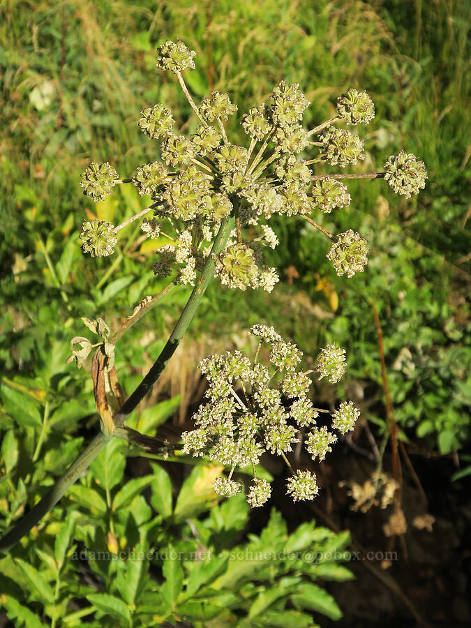 sharp-tooth angelica, going to seed (Angelica arguta) [Bluff Lake Trail, Yakama Reservation, Yakima County, Washington]