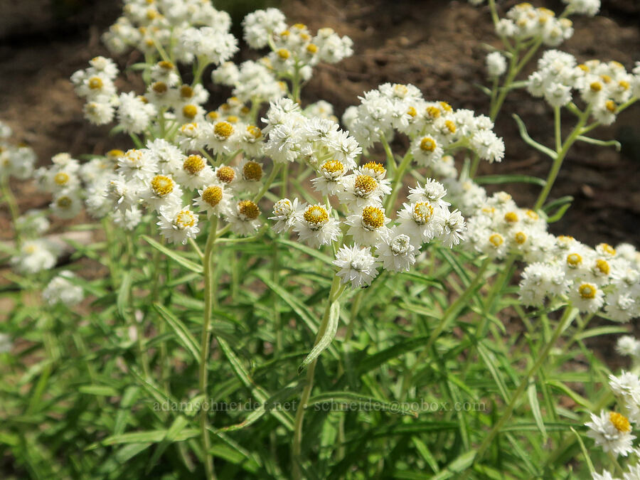 pearly everlasting (Anaphalis margaritacea) [Bluff Lake Trail, Yakama Reservation, Yakima County, Washington]