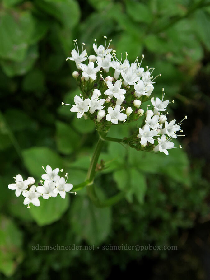 Sitka valerian (Valeriana sitchensis) [Bluff Lake Trail, Yakama Reservation, Yakima County, Washington]