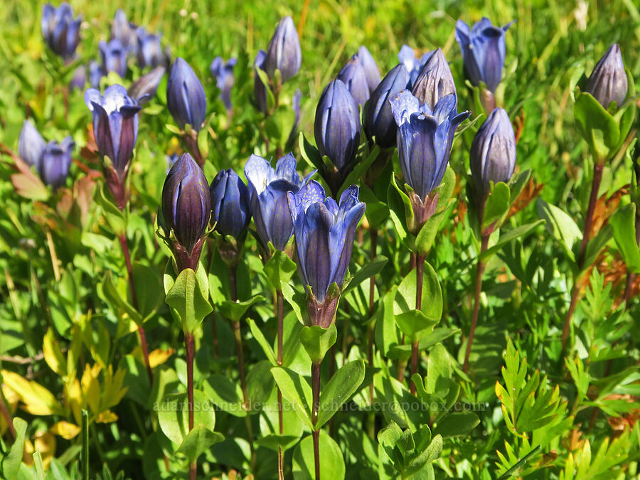 explorer's gentian (Gentiana calycosa) [Bluff Lake Trail, Yakama Reservation, Yakima County, Washington]