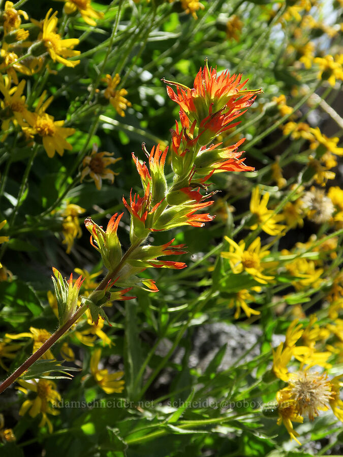 Suksdorf's paintbrush & streambank arnica (Castilleja suksdorfii, Arnica lanceolata ssp. prima (Arnica amplexicaulis)) [Bluff Lake Trail, Yakama Reservation, Yakima County, Washington]