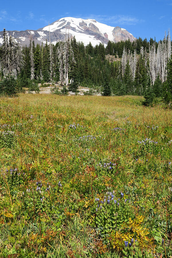 explorer's gentian & Mount Adams (Gentiana calycosa) [Round-the-Mountain Trail, Yakama Reservation, Yakima County, Washington]