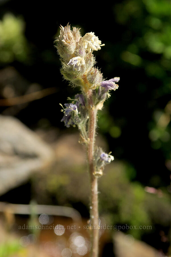 western Jacob's-ladder, going to seed (Polemonium occidentale) [Hellroaring Viewpoint Trail, Yakama Reservation, Yakima County, Washington]