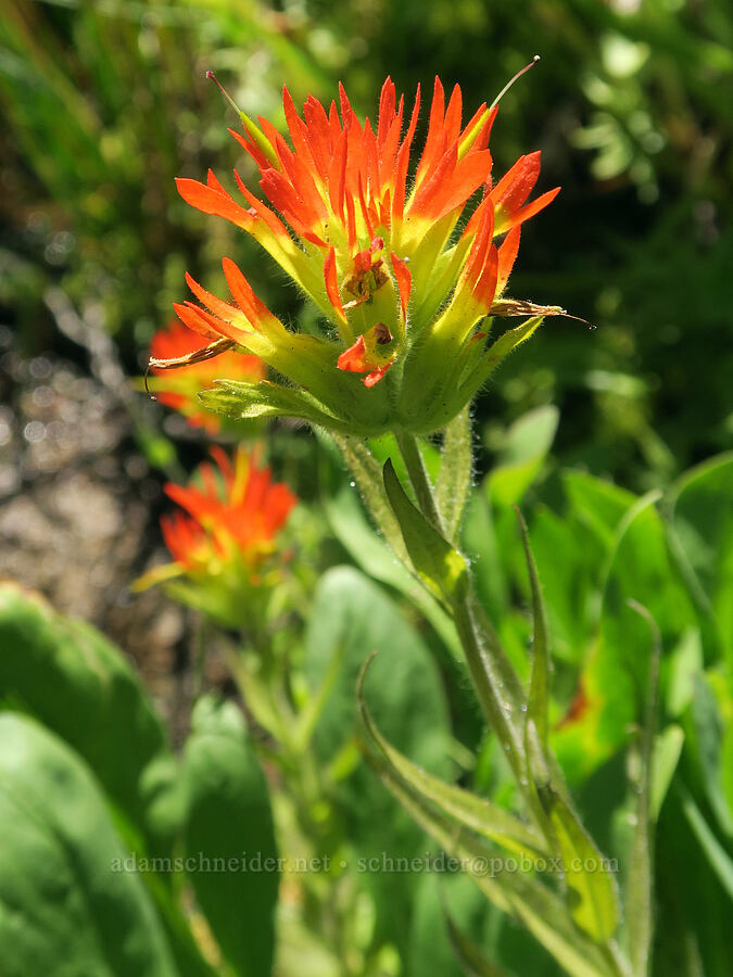 Suksdorf's paintbrush (Castilleja suksdorfii) [Hellroaring Viewpoint Trail, Yakama Reservation, Yakima County, Washington]