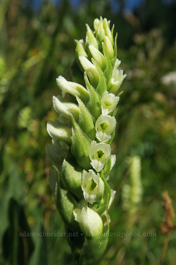 hooded ladies'-tresses (Spiranthes romanzoffiana) [Hellroaring Viewpoint Trail, Yakama Reservation, Yakima County, Washington]