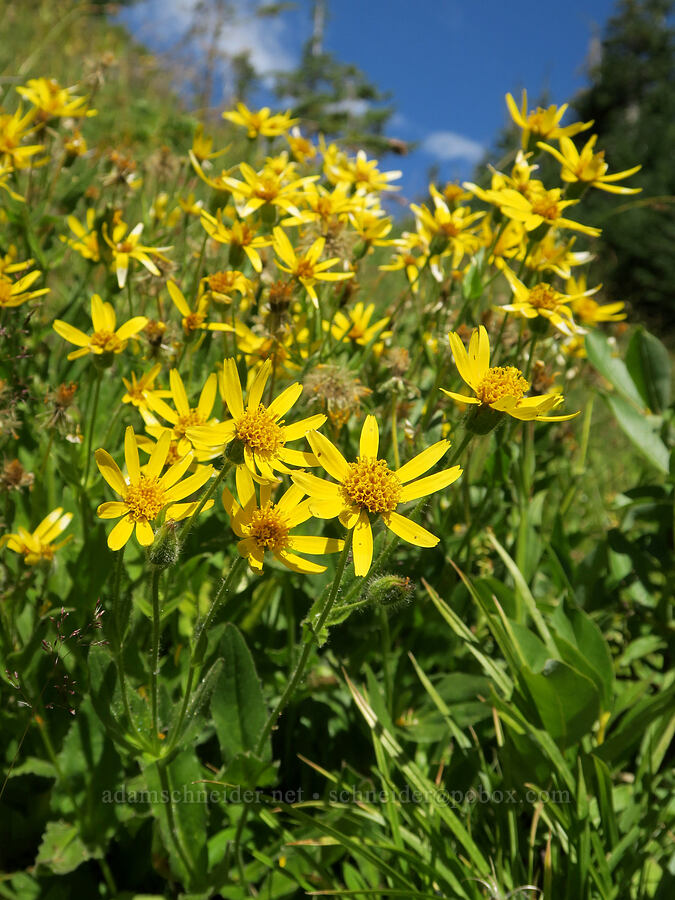 streambank arnica (Arnica lanceolata ssp. prima (Arnica amplexicaulis)) [Hellroaring Viewpoint Trail, Yakama Reservation, Yakima County, Washington]