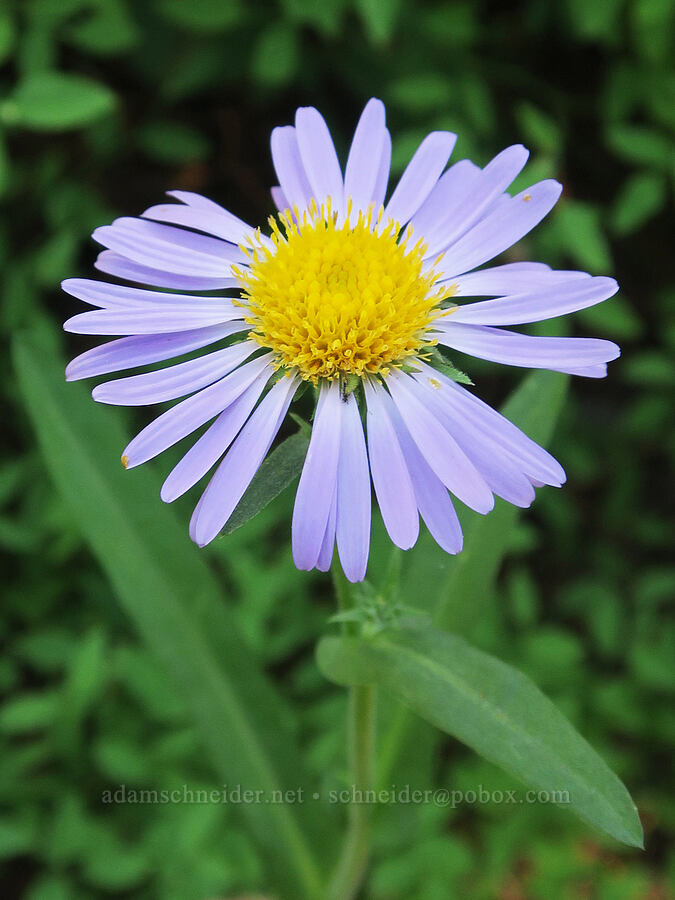 leafy-bract aster (Symphyotrichum foliaceum (Aster foliaceus)) [Hellroaring Viewpoint Trail, Yakama Reservation, Yakima County, Washington]