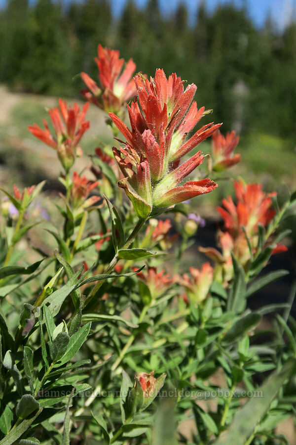 scarlet paintbrush (Castilleja miniata) [Hellroaring Viewpoint Trail, Yakama Reservation, Yakima County, Washington]