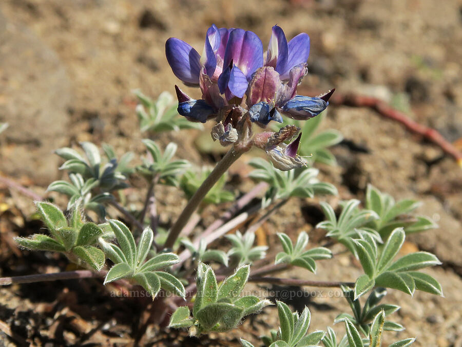 dwarf lupine (Lupinus lepidus var. lobbii) [Hellroaring Viewpoint Trail, Yakama Reservation, Yakima County, Washington]