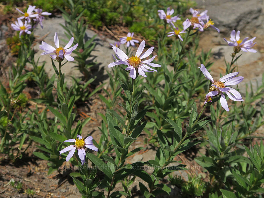 Cascade asters (Doellingeria ledophylla (Eucephalus ledophyllus) (Aster ledophyllus)) [Sunrise Camp Trail, Yakama Reservation, Yakima County, Washington]