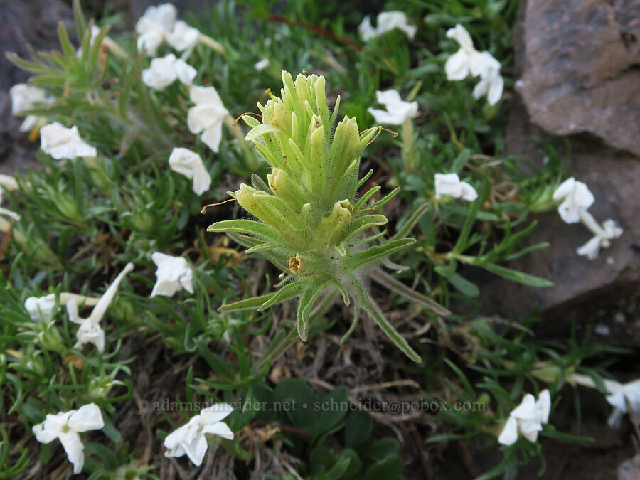 Thompson's paintbrush & phlox (Castilleja thompsonii (Castilleja villicaulis), Phlox diffusa) [Sunrise Camp Trail, Yakama Reservation, Yakima County, Washington]