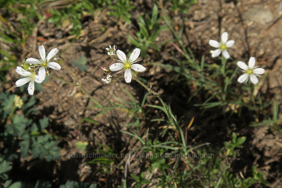 sandwort (Eremogone capillaris (Arenaria capillaris)) [Sunrise Camp Trail, Yakama Reservation, Yakima County, Washington]