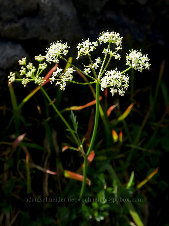 Gray's lovage (Ligusticum grayi) [Sunrise Camp Trail, Yakama Reservation, Yakima County, Washington]