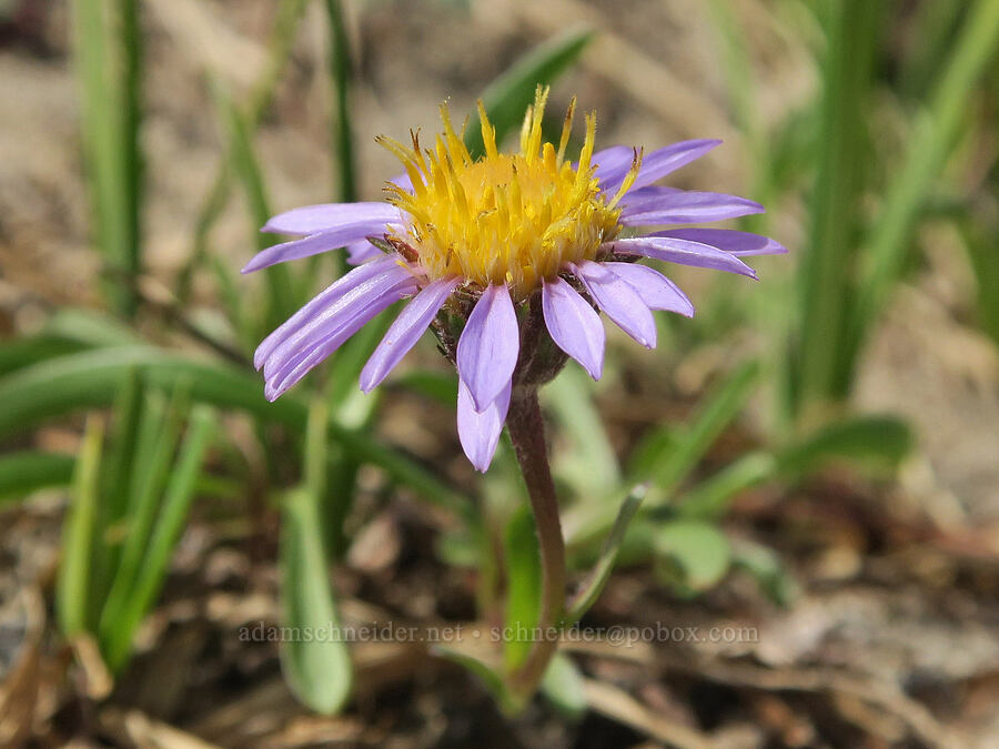 tundra aster (Oreostemma alpigenum var. alpigenum (Aster alpigenus)) [Sunrise Camp Trail, Yakama Reservation, Yakima County, Washington]