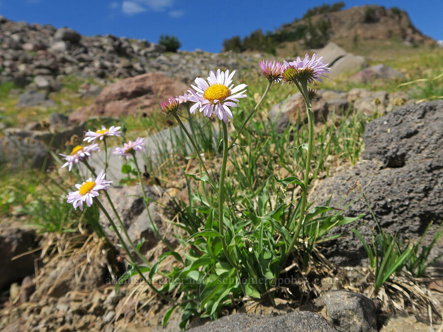 subalpine fleabane (Erigeron glacialis var. glacialis) [Sunrise Camp Trail, Yakama Reservation, Yakima County, Washington]