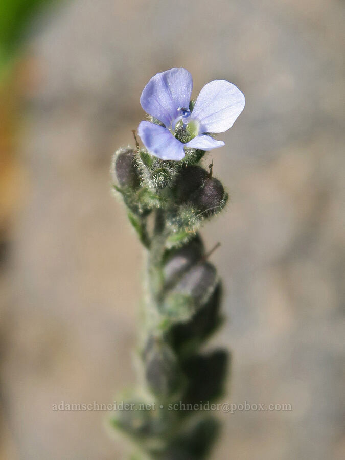 alpine speedwell (Veronica wormskjoldii) [Sunrise Camp Trail, Yakama Reservation, Yakima County, Washington]