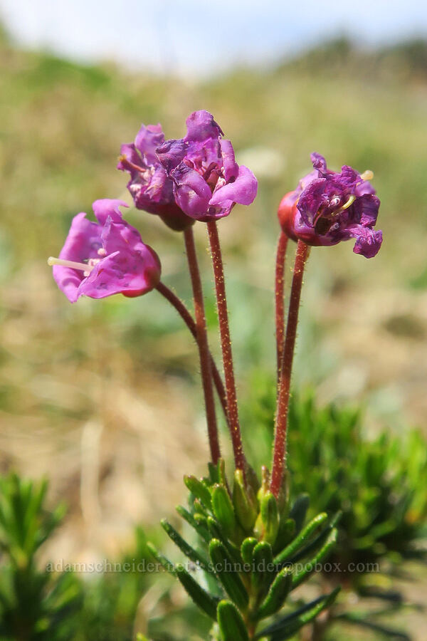 pink mountain heather (Phyllodoce empetriformis) [Sunrise Camp Trail, Yakama Reservation, Yakima County, Washington]