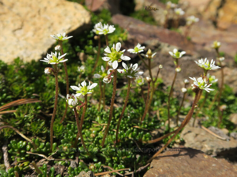 Tolmie's saxifrage (Micranthes tolmiei (Saxifraga tolmiei)) [Sunrise Camp Trail, Yakama Reservation, Yakima County, Washington]