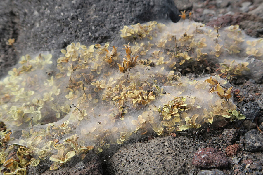 Davidson's penstemon leaves & seeds, covered in spider webs (Penstemon davidsonii var. davidsonii) [Sunrise Camp Trail, Yakama Reservation, Yakima County, Washington]
