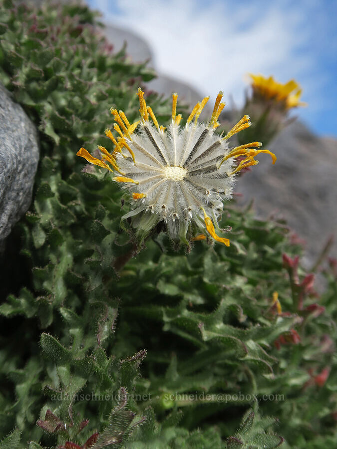 dwarf alpine-gold, going to seed (Hulsea nana) [Sunrise Camp Trail, Yakama Reservation, Yakima County, Washington]