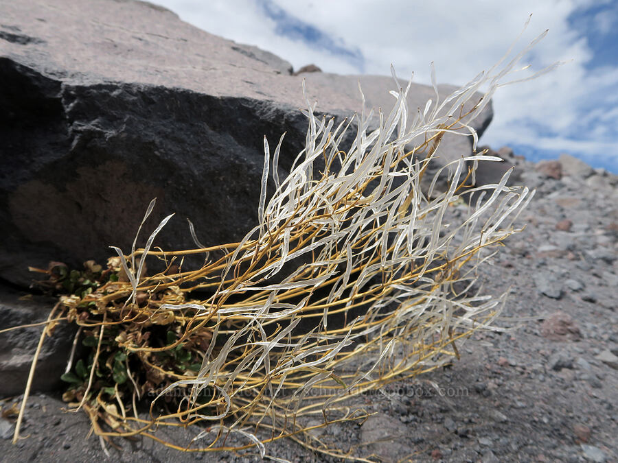 empty seed pods of Cascade rock-cress (Arabis furcata) [Sunrise Camp Trail, Yakama Reservation, Yakima County, Washington]