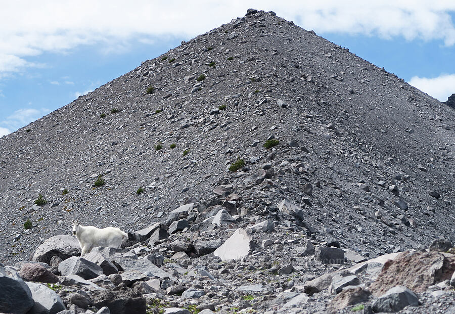 mountain goat & a moraine (Oreamnos americanus) [Sunrise Camp Trail, Yakama Reservation, Yakima County, Washington]