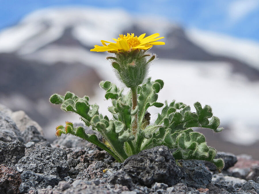 dwarf alpine-gold (Hulsea nana) [Sunrise Camp Trail, Yakama Reservation, Yakima County, Washington]