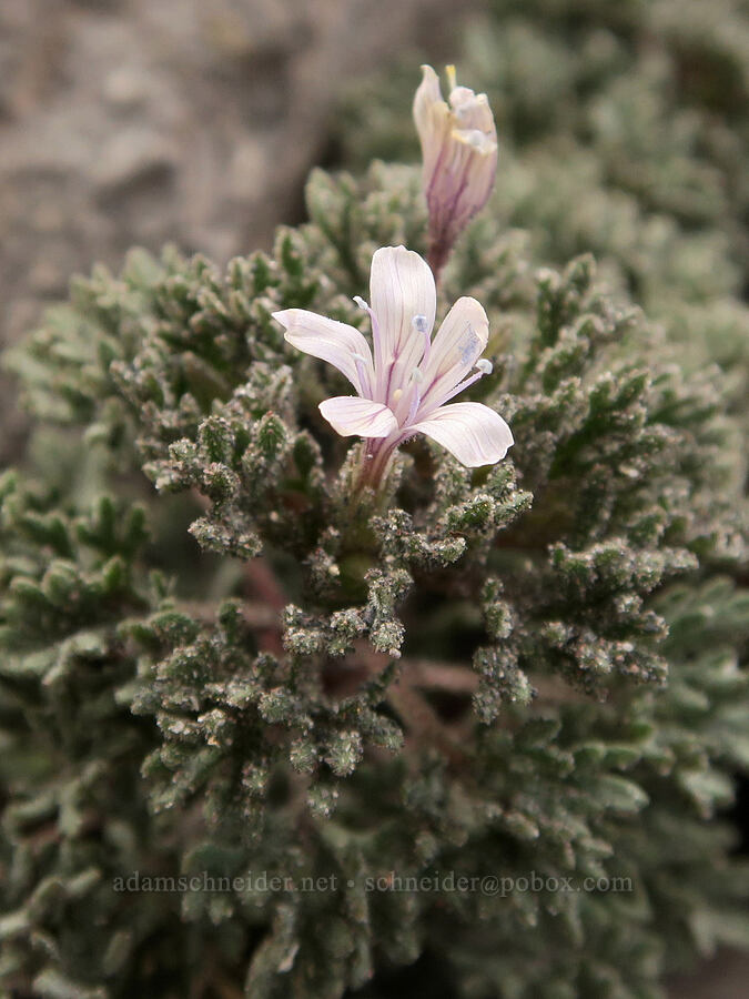 talus collomia (Collomia larsenii) [Sunrise Camp Trail, Yakama Reservation, Yakima County, Washington]